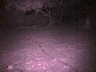 NIRbackyard2