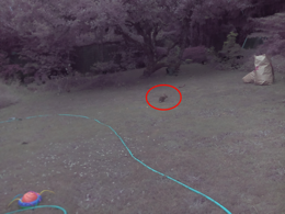 NIRrabbit1