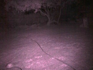 NIRbackyard